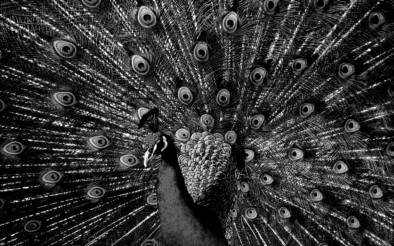 Павлин, говоришь... обои