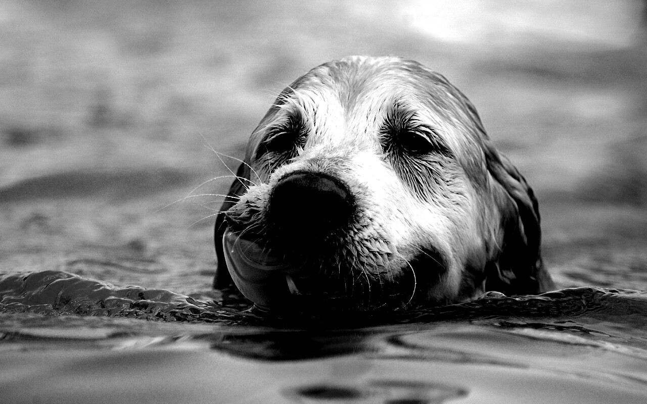 Пёс с игрушкой в зубах обои