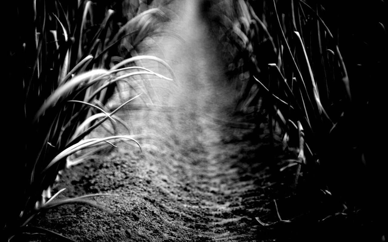 Тропинка в траве обои