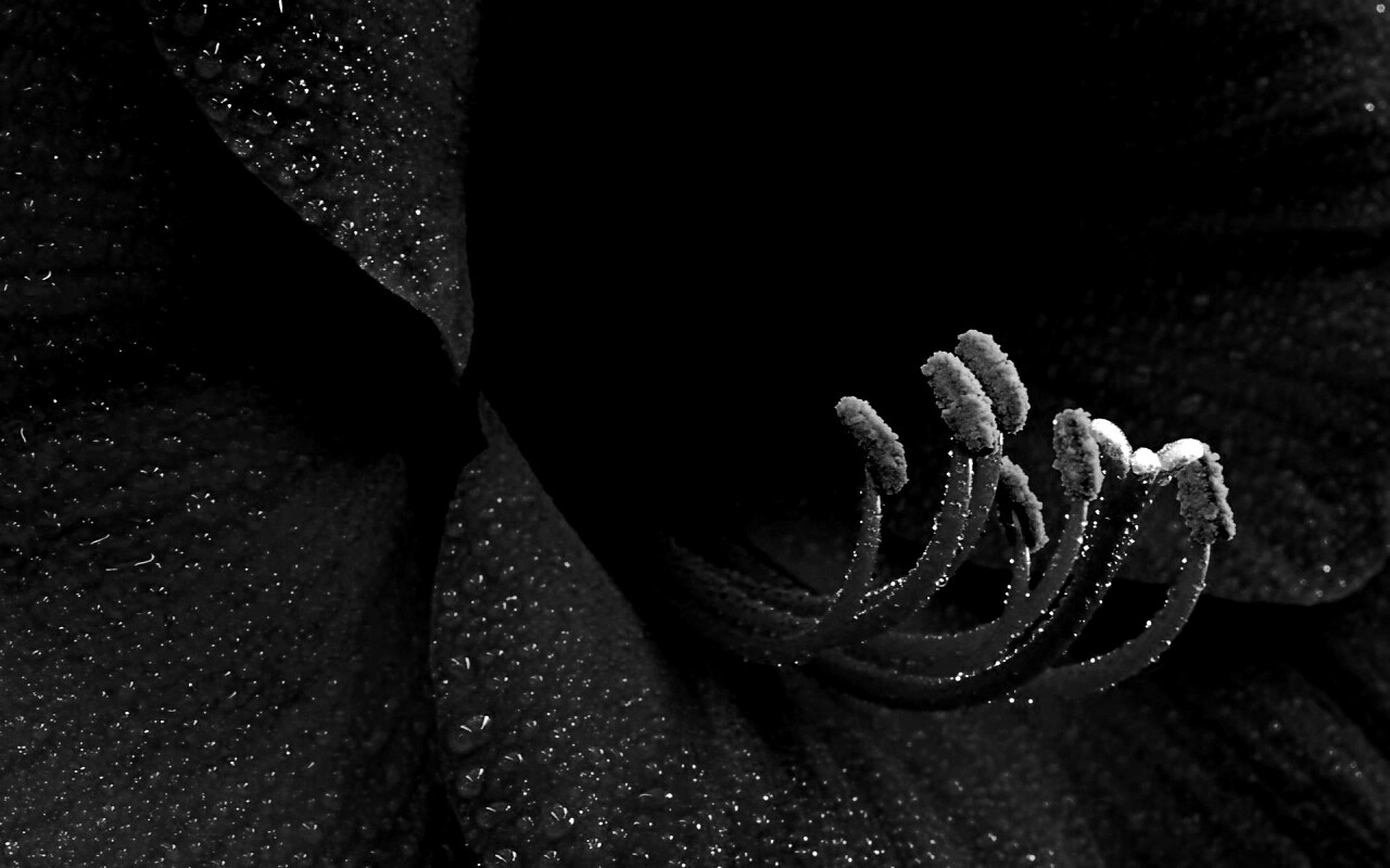 Красная манящая лилия обои