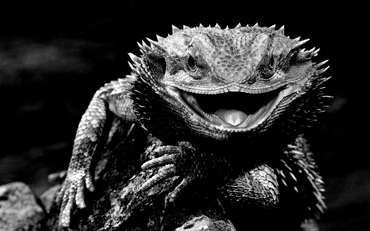 Не игуана обои