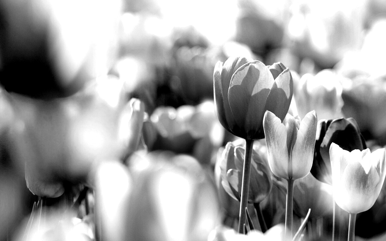 Красивые тюльпаны обои