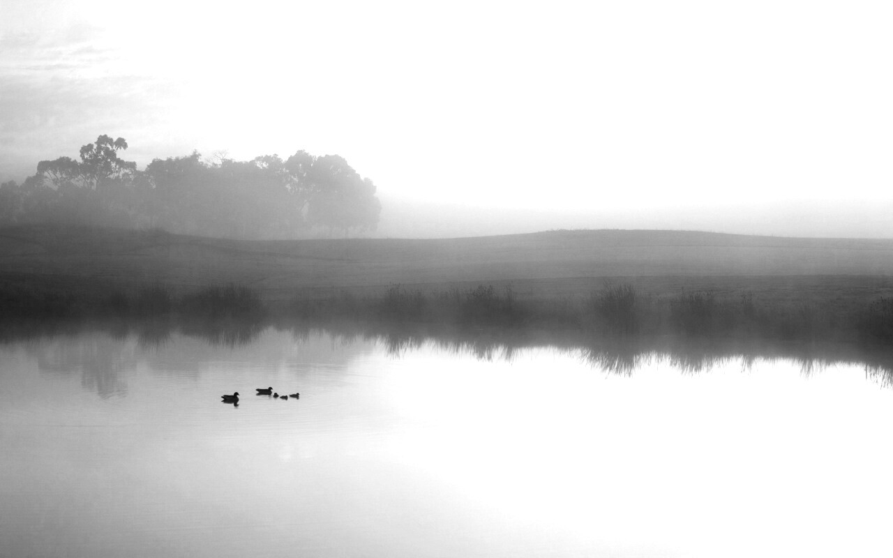 Ducks on a Misty Pond обои