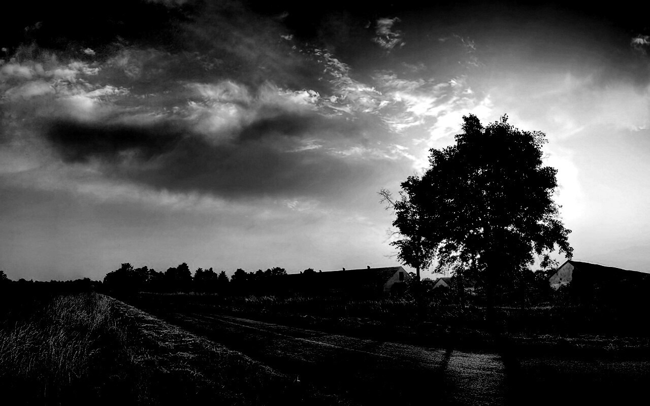 Закат на фоне дерева в HDR обои