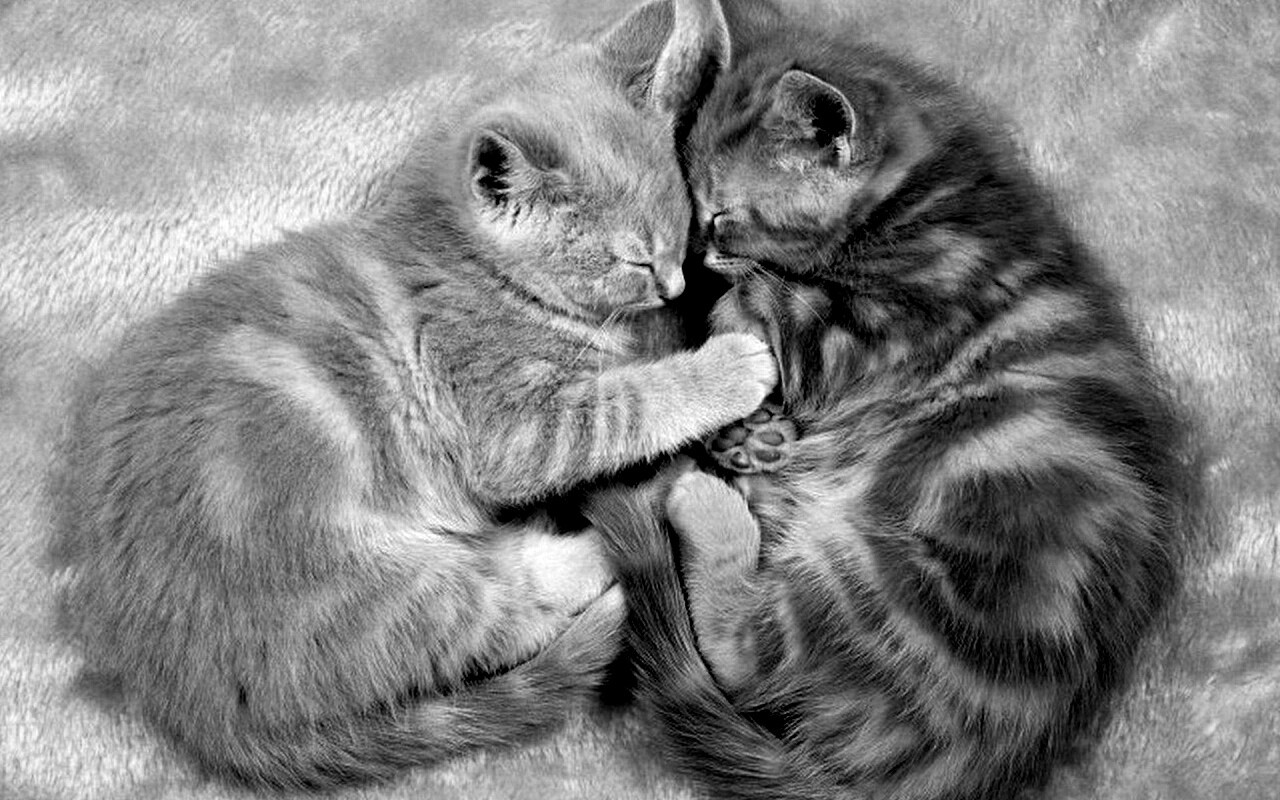 Рыжие котята в обнимку обои