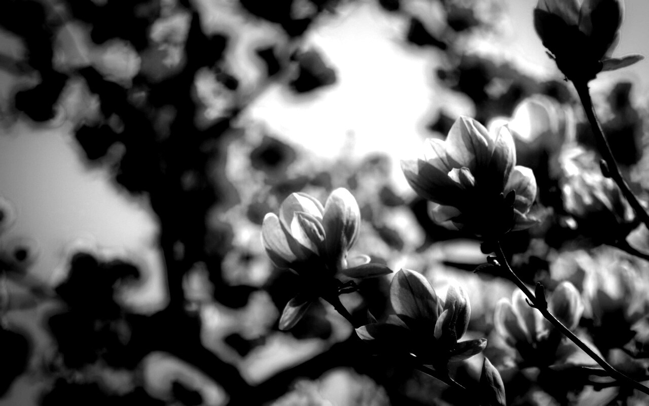 Желтые цветы распустились обои