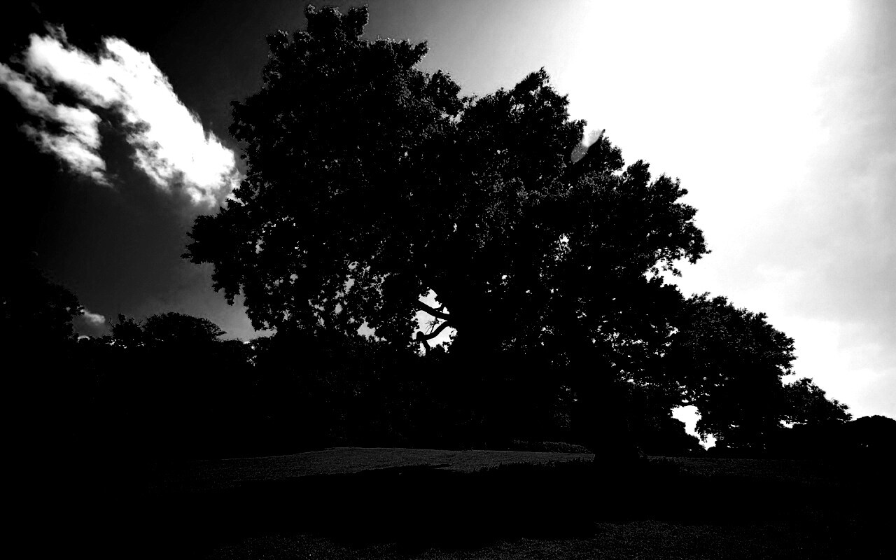 Большое зеленое дерево на лужайке обои