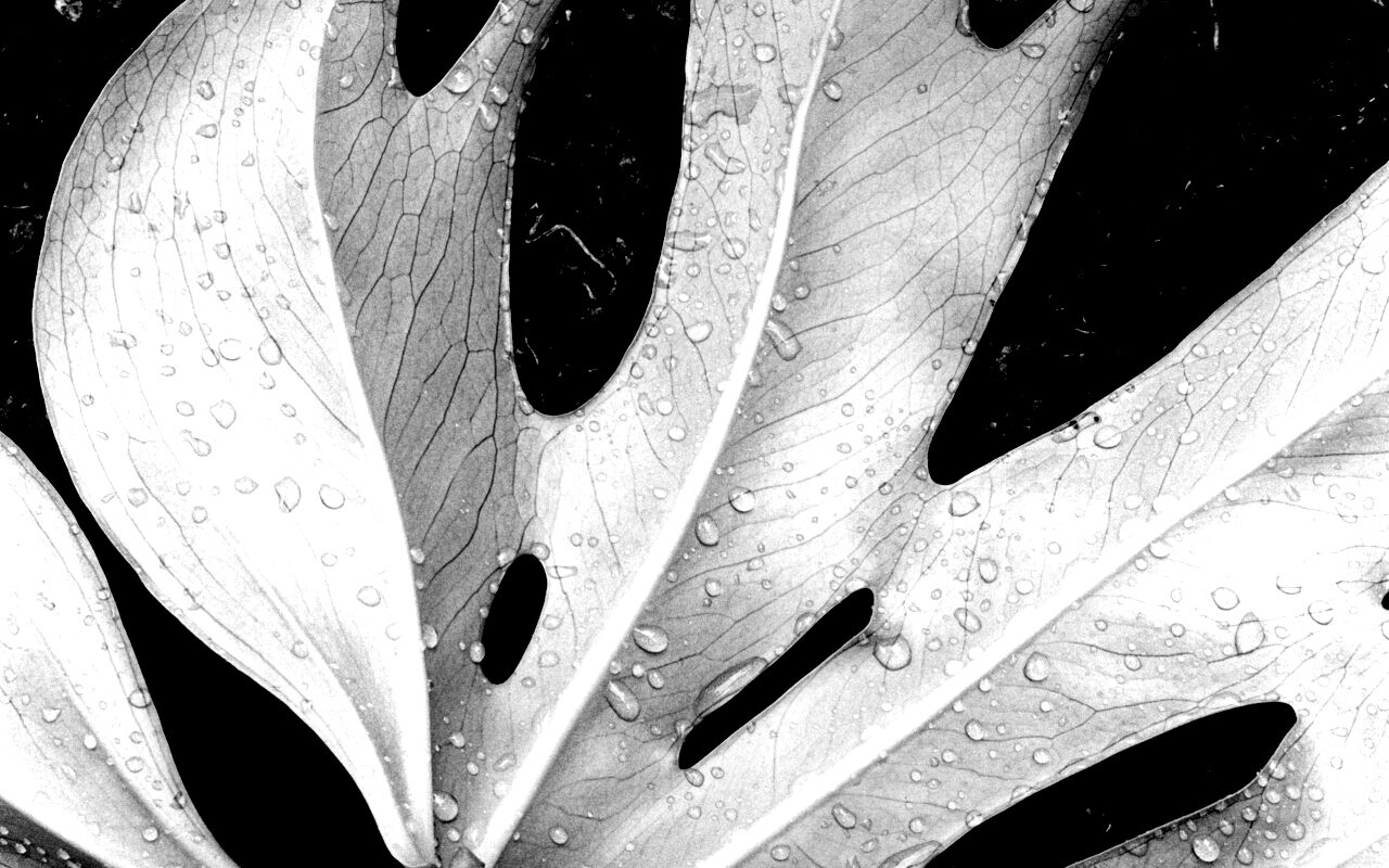 Белый лист обои