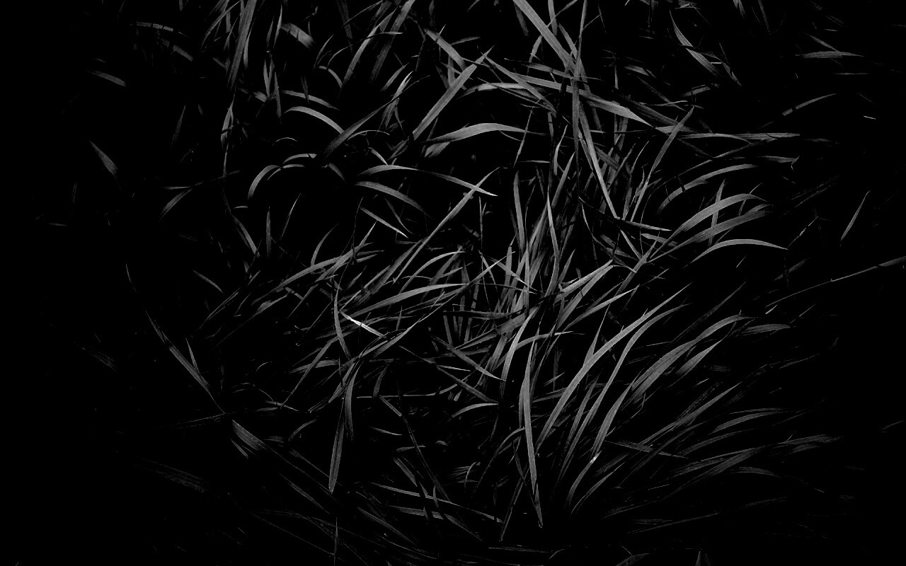 Блеклая трава обои