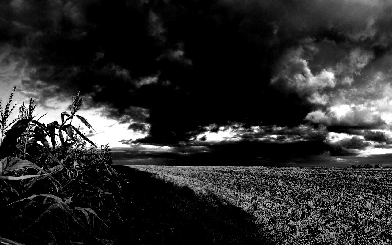 Кукурузное поле обои