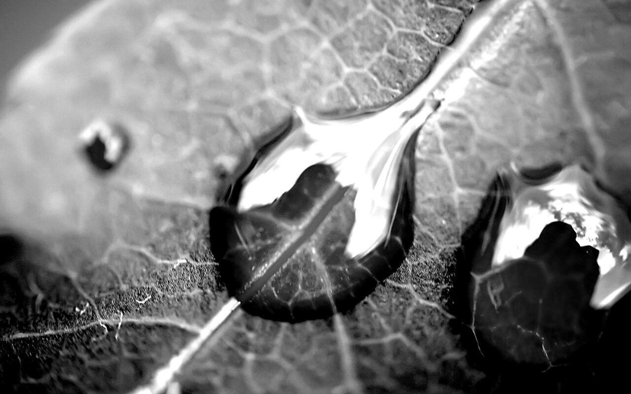 Две капли на красном листке обои