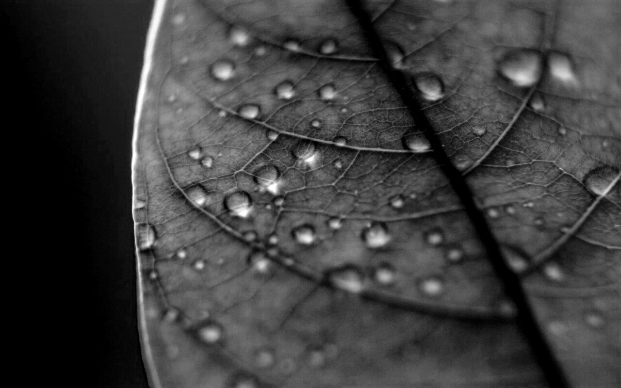 Зеленый листик в макро обои