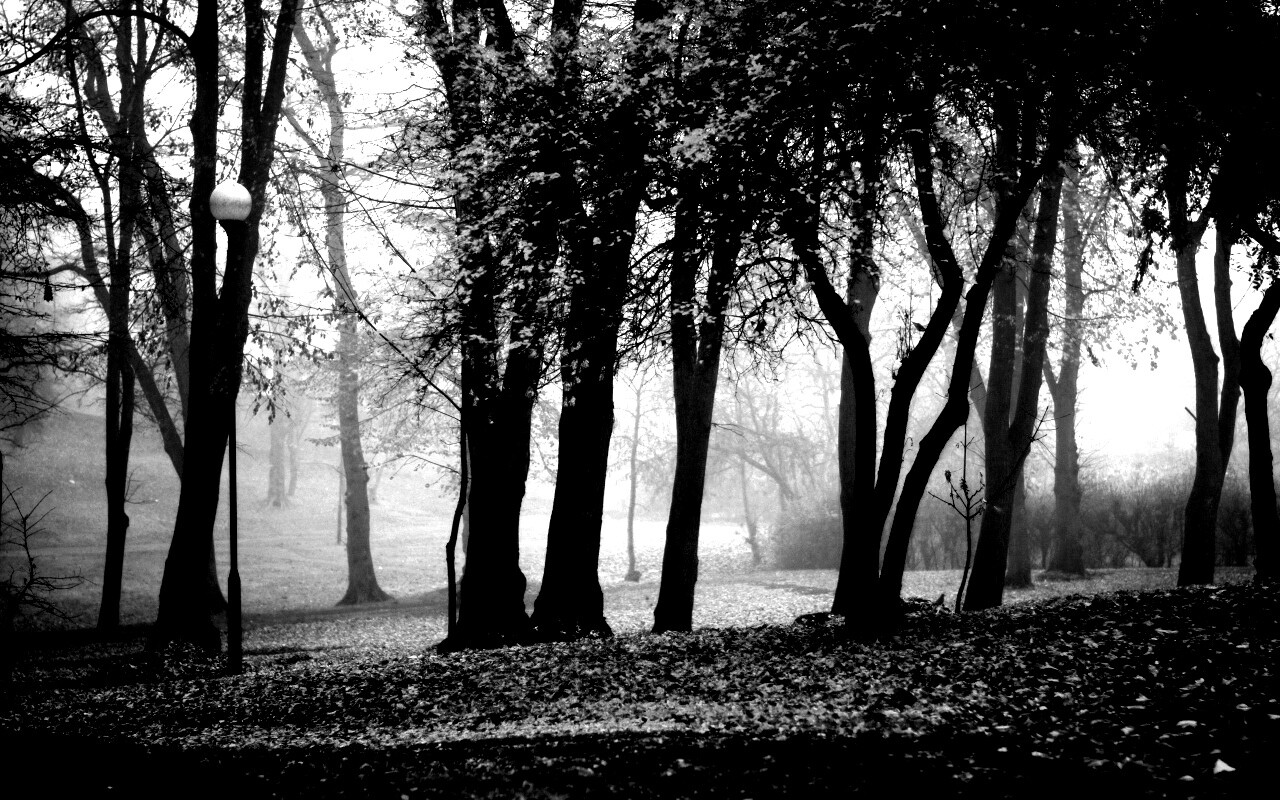 Парк красных листьев обои