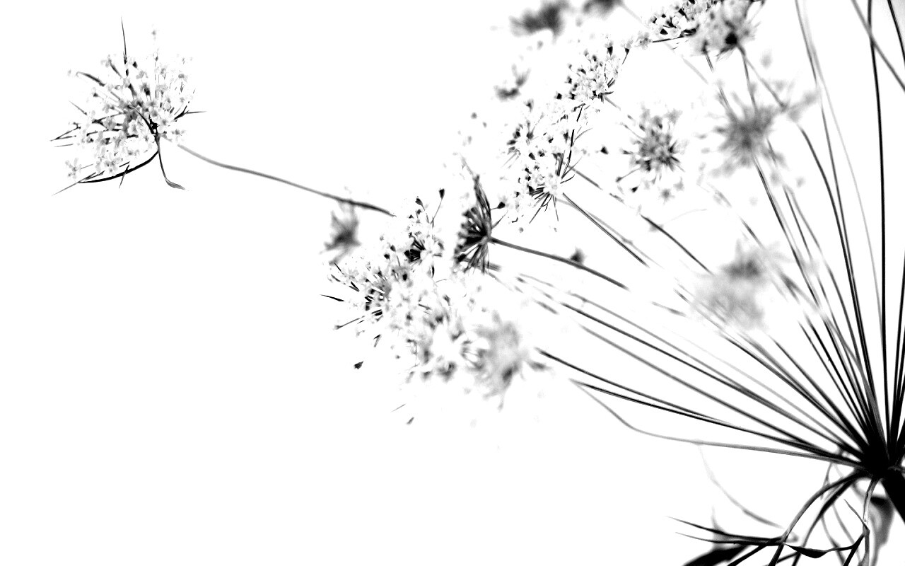 Цветы в макро обои