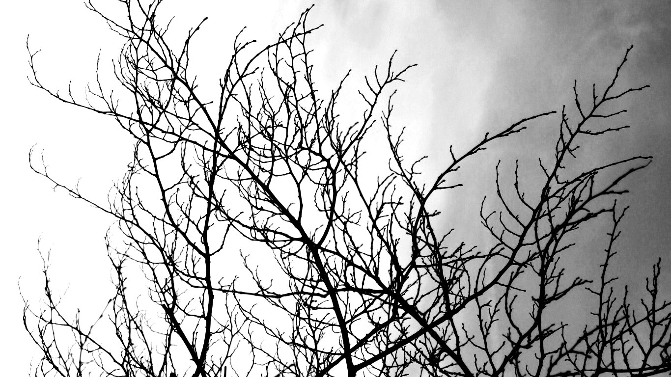 Ветвистое дерево обои