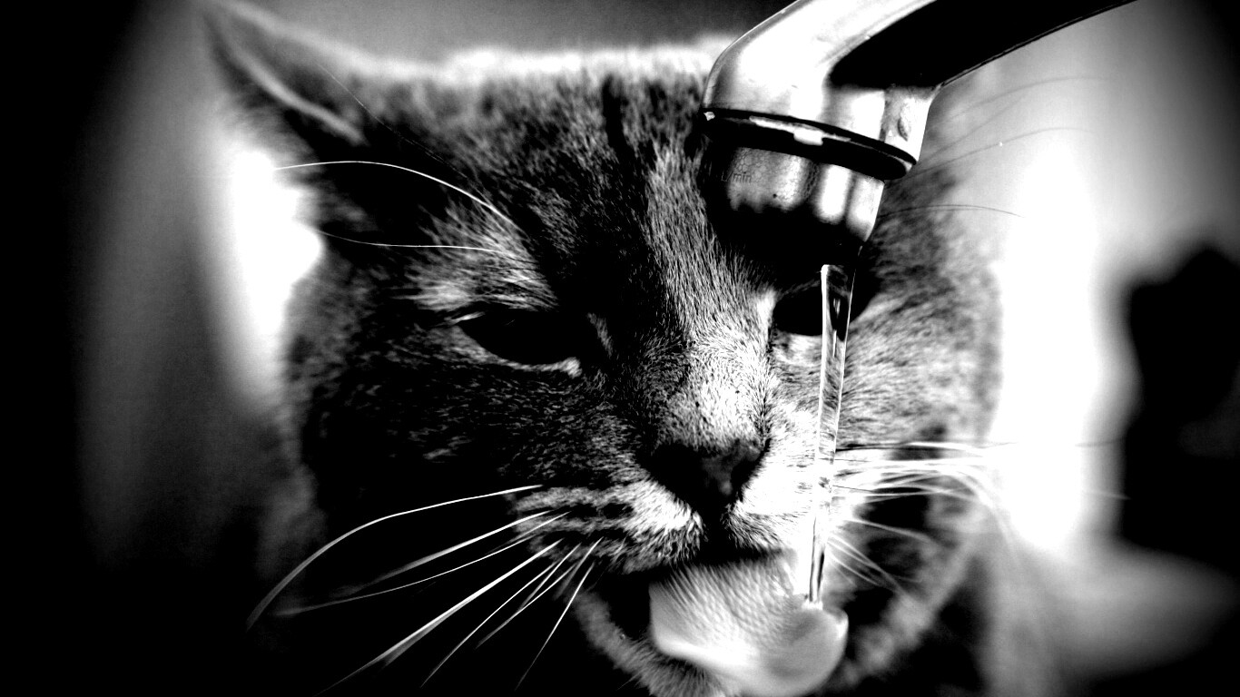 Кот пьет из под крана обои