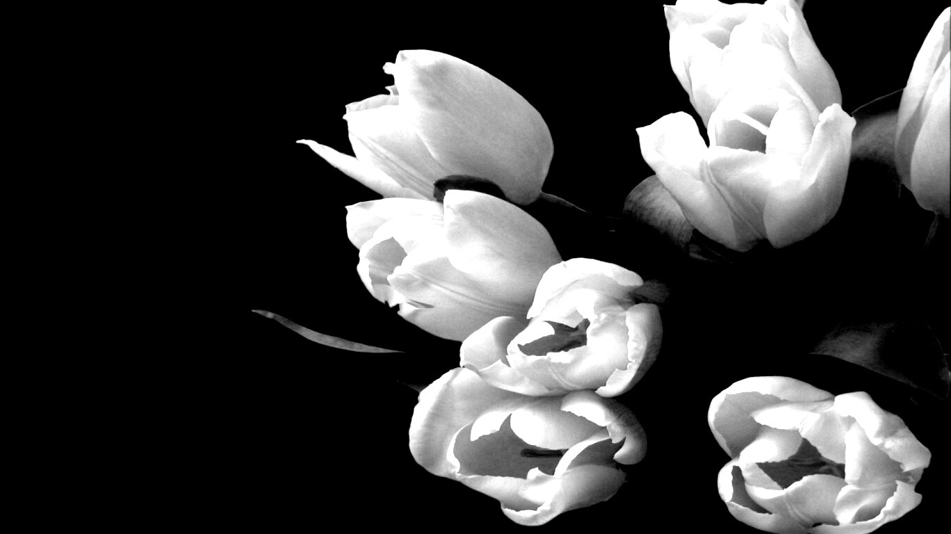 Розовый букет обои