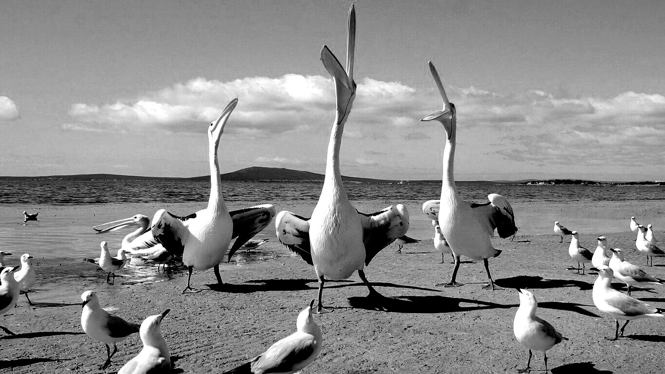 Пеликаны и чайки обои