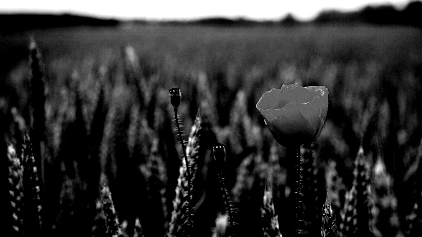 Первый распустившийся мак обои