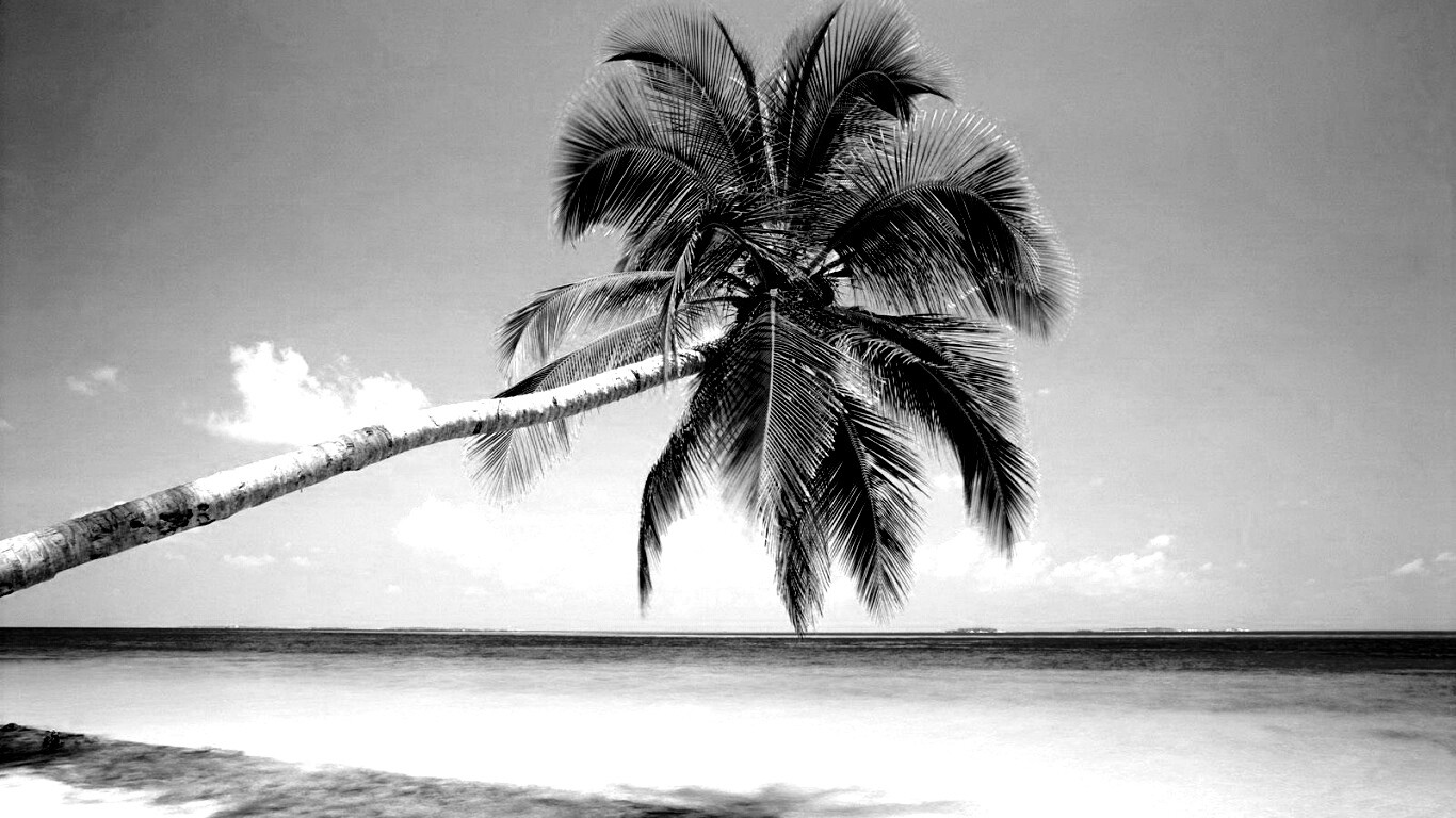 Пальма на лазурном берегу обои