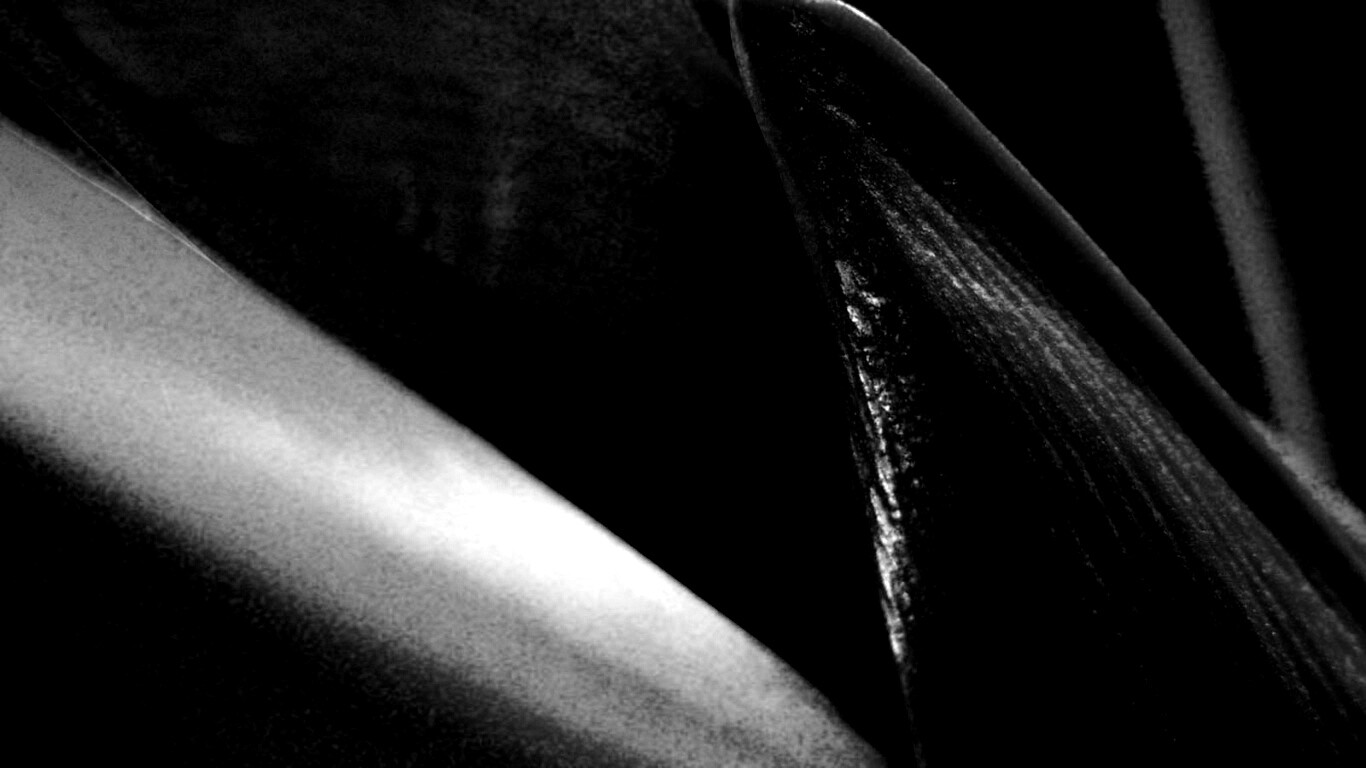 Макро фото цветка обои