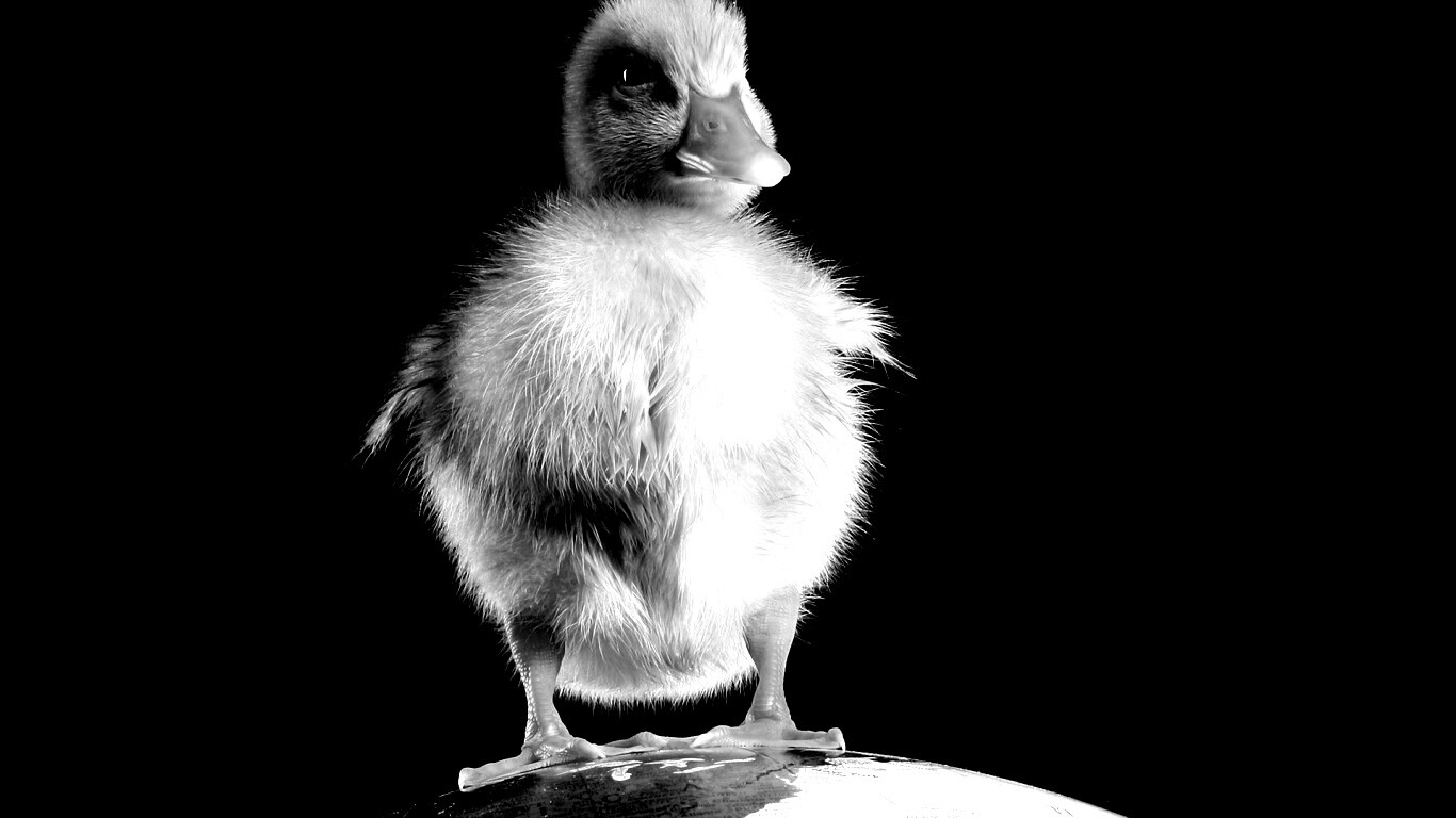 Утёнок на глобусе обои