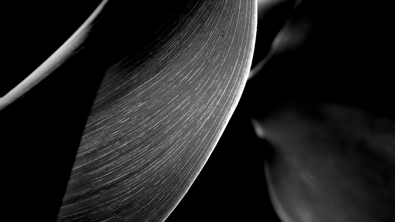 Лист на просвет обои