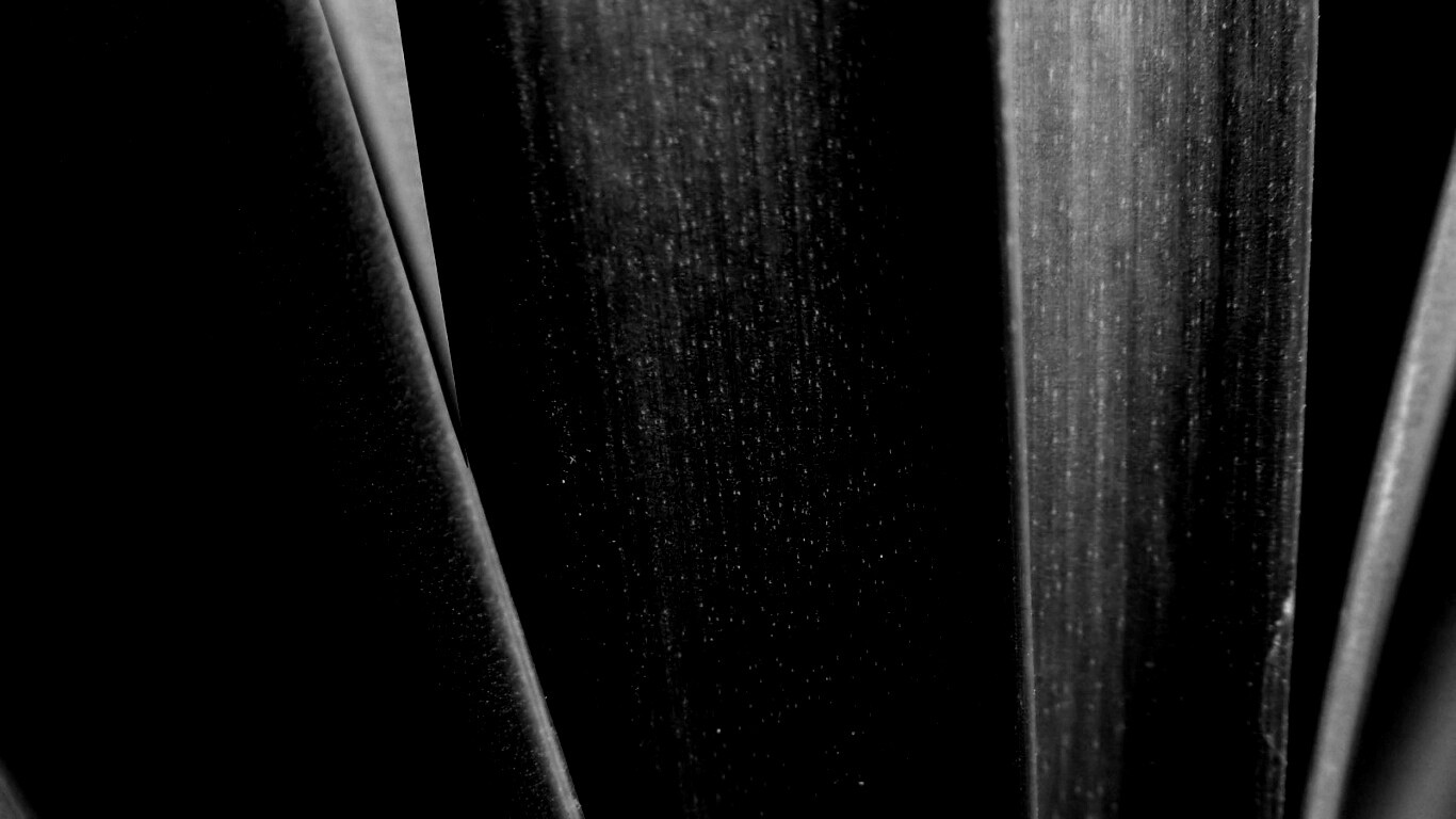 Сочная травинка обои