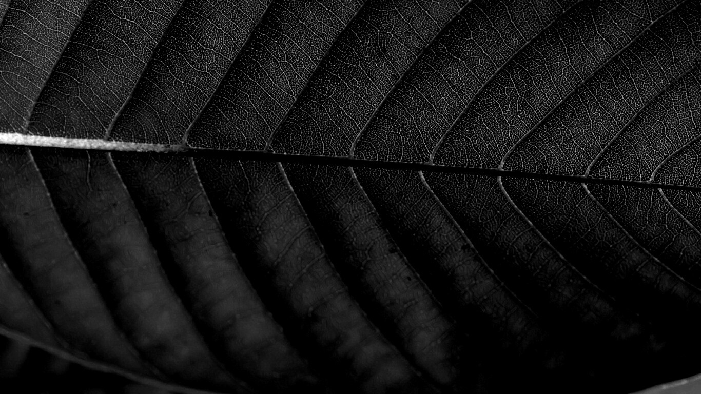 Листик обои