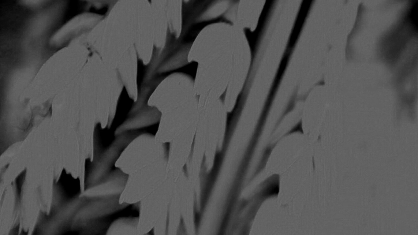 Оранжевое соцветие обои