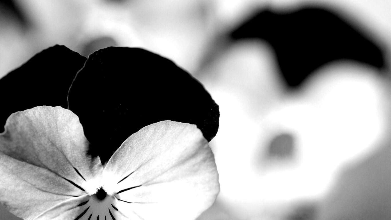 Фиолетовые цветы обои