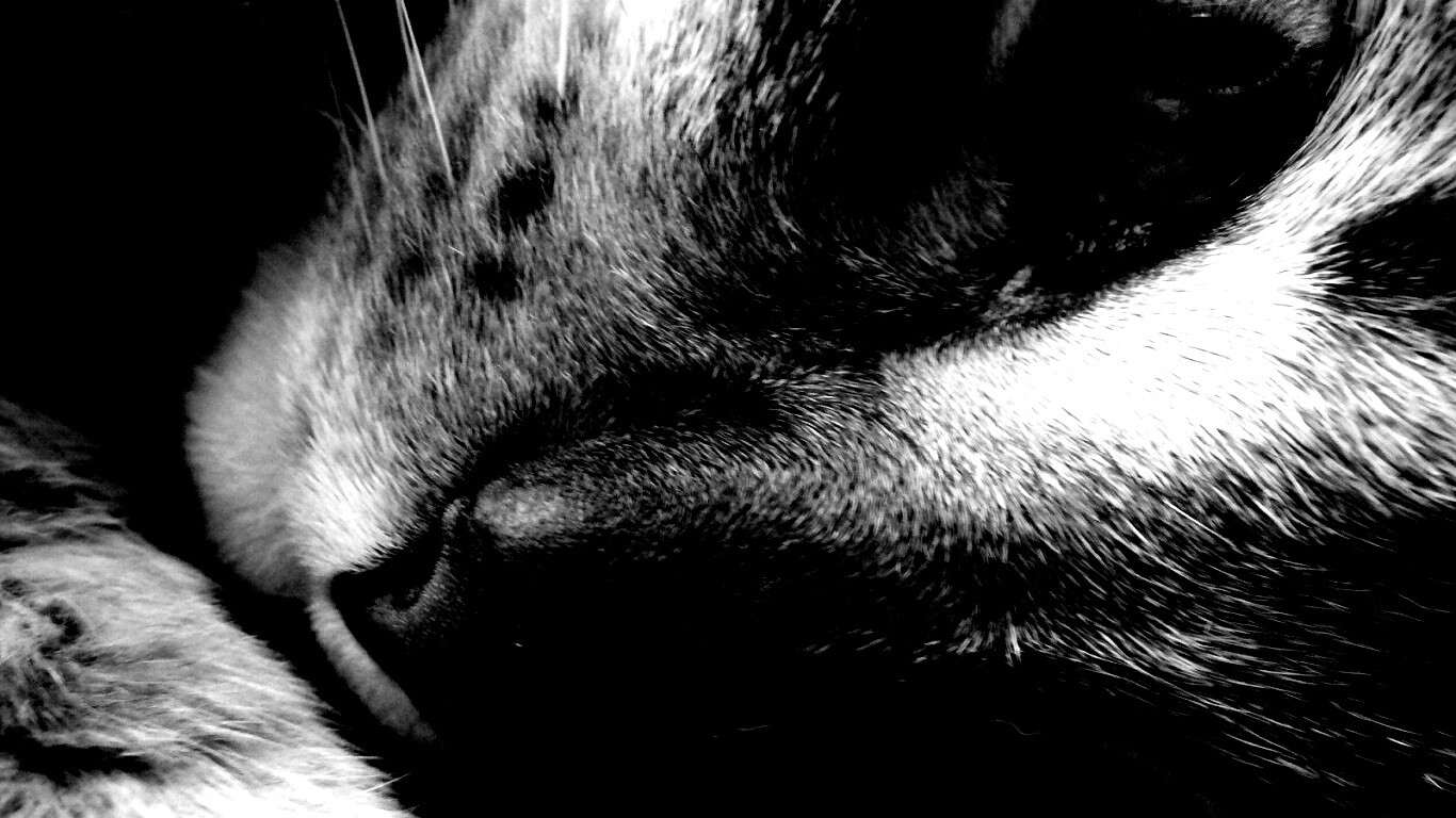 Мордашка кота крупным планом обои