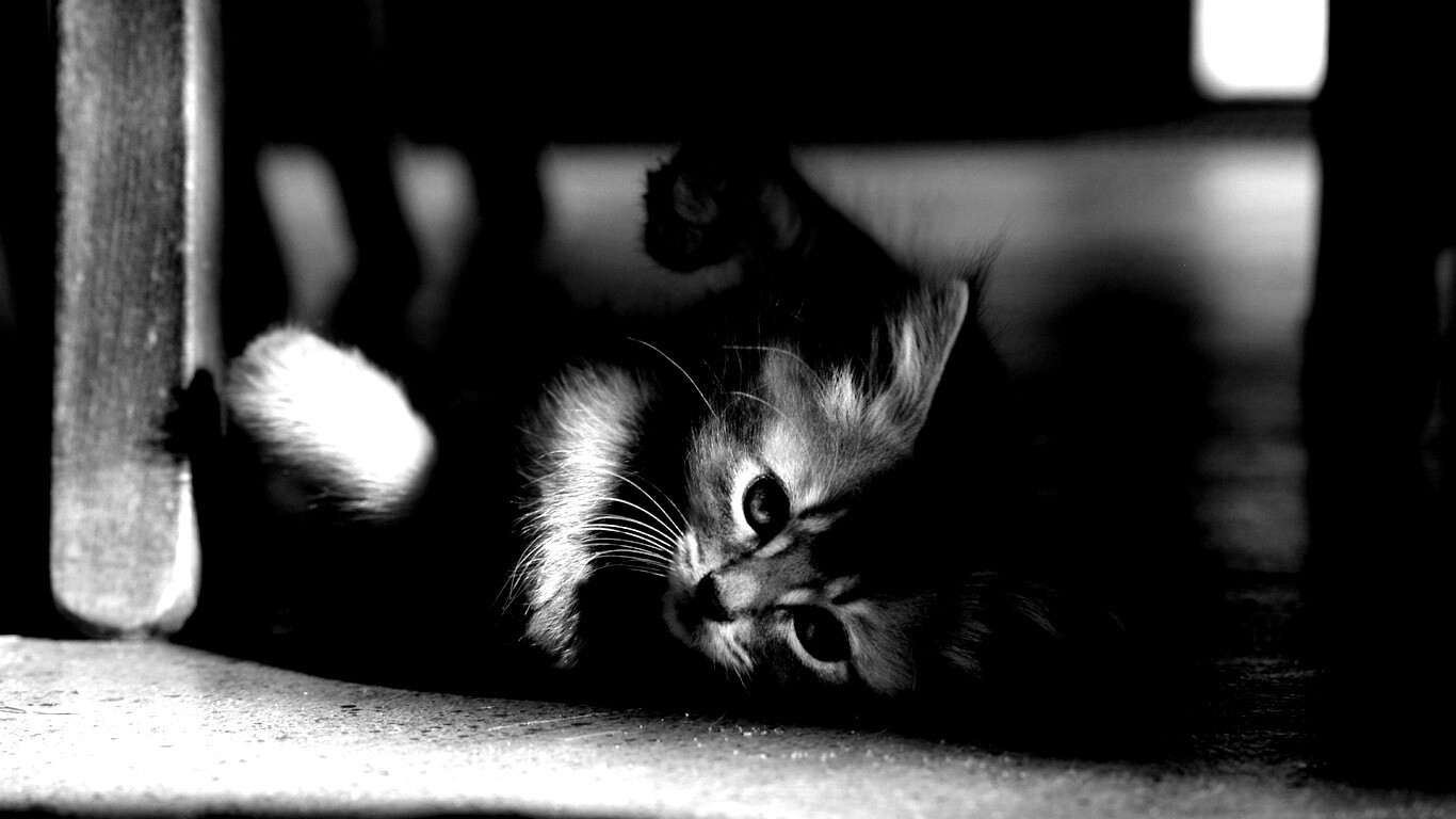 Котенок играет под стулом обои