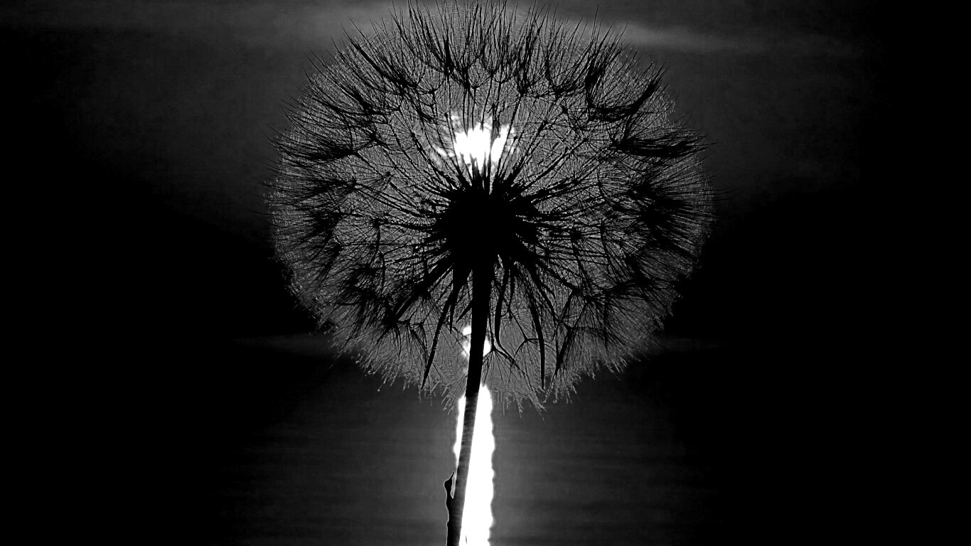 Одуванчик на закател обои