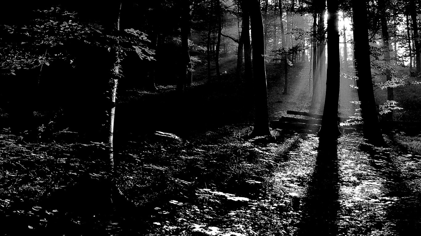 Лес в золотом сиянии обои