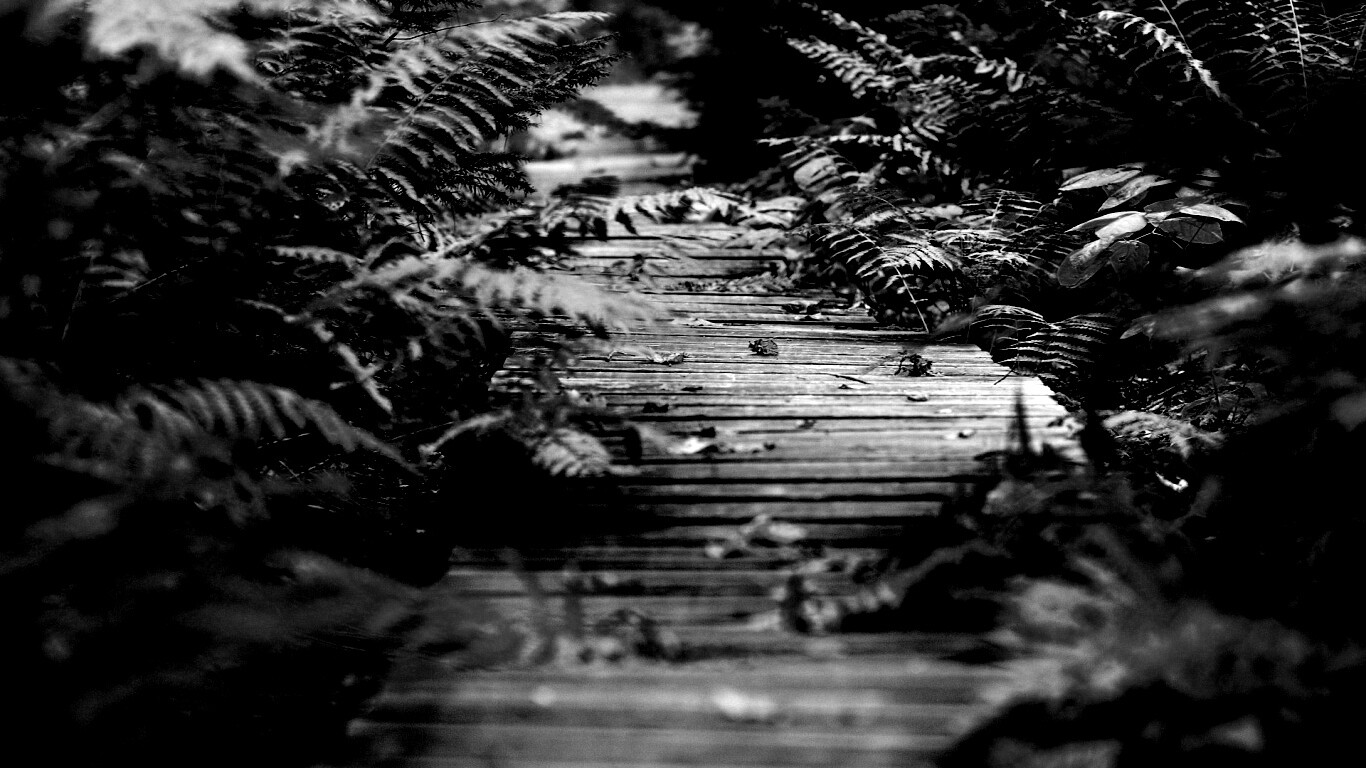 Деревянная дорожка обои