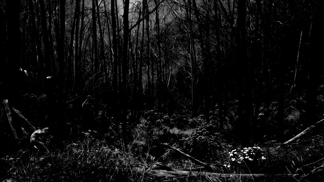 Мрачная чаща обои