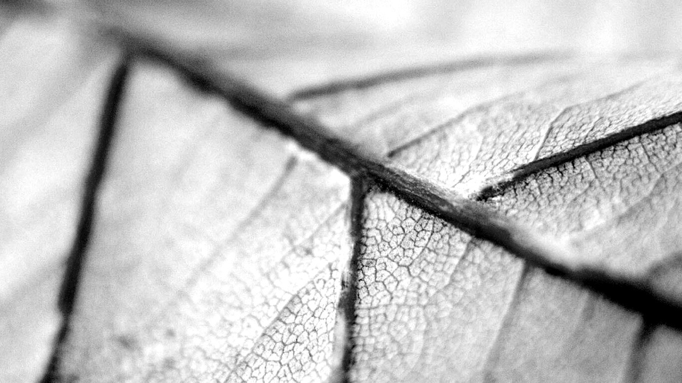 Желтый лист обои