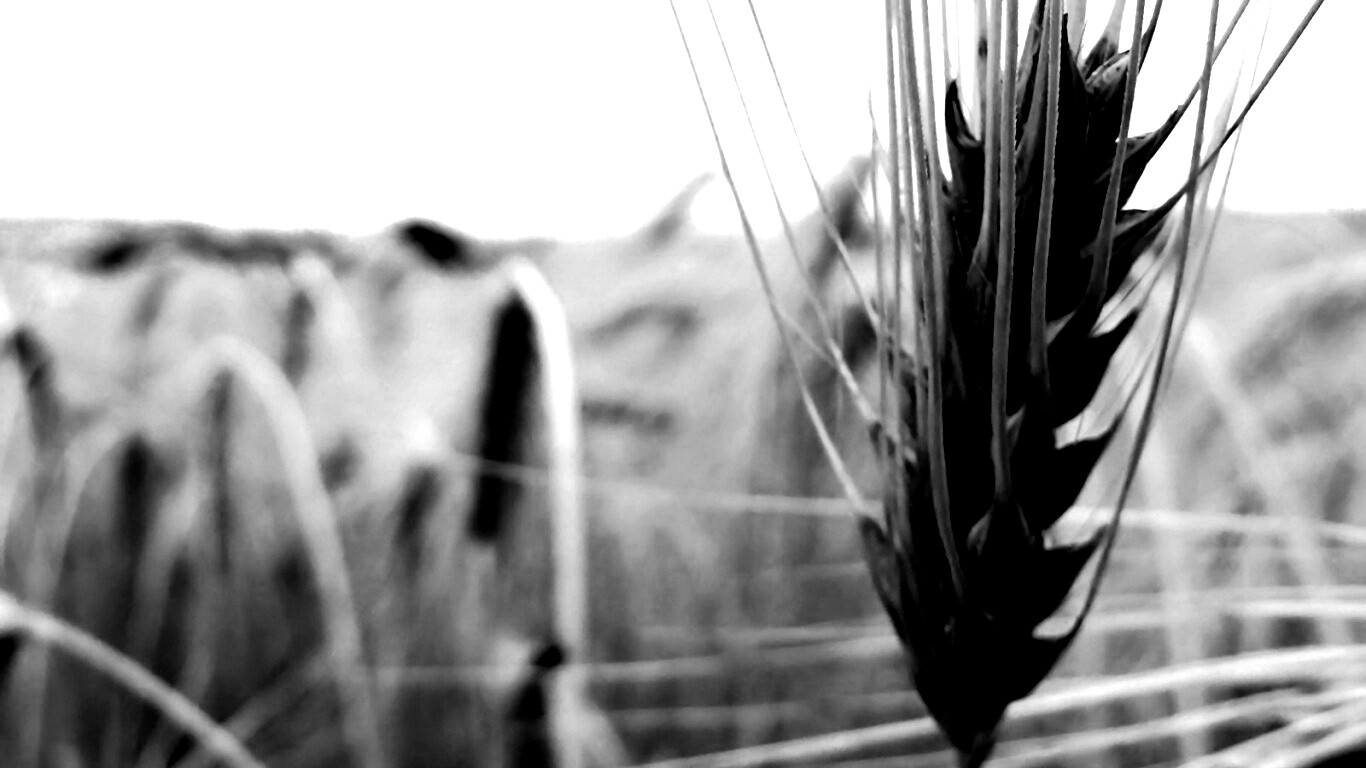 Короткий колос обои