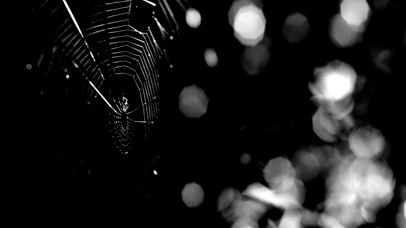 Круглая паутина обои