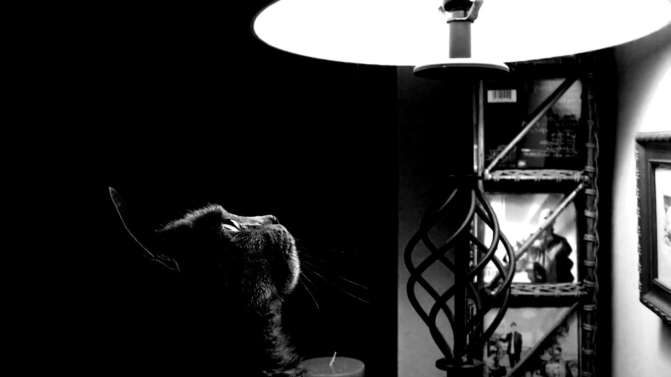 Кот смотрит под торшер обои