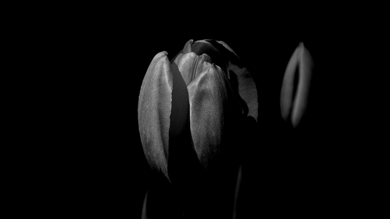 Распускающийся тюльпан обои