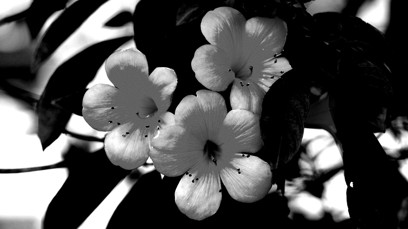 Оранжевые цветочки обои