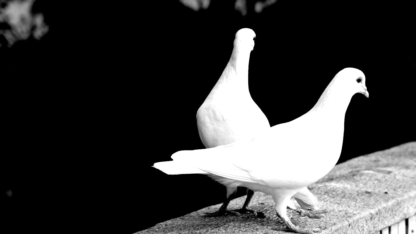 Два белых голубя обои