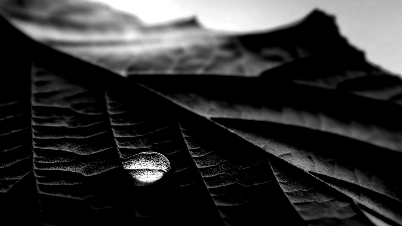 Капля на листе обои