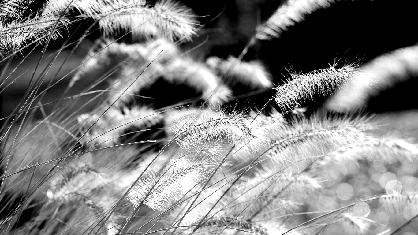 Травинки на ветру обои