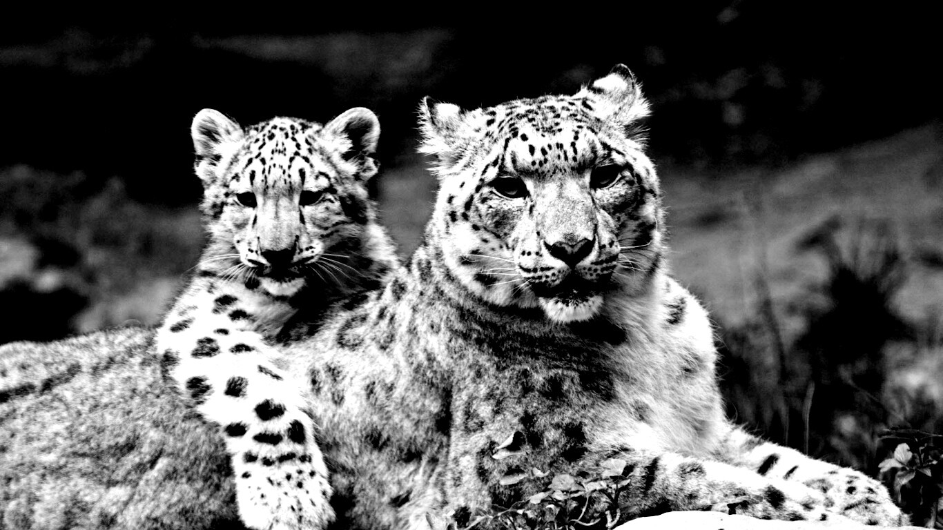 Самка снежного барса с котенком обои