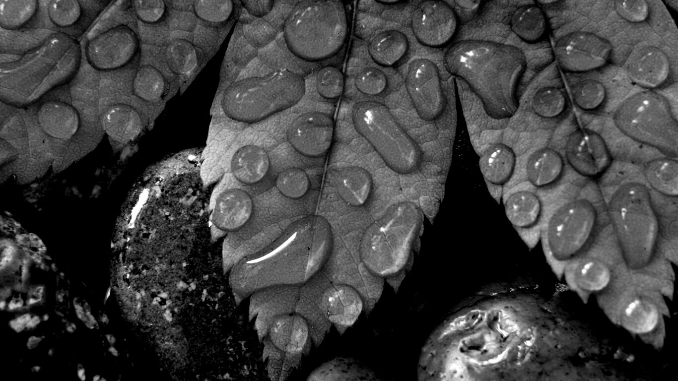 Мокрые листья на камнях обои