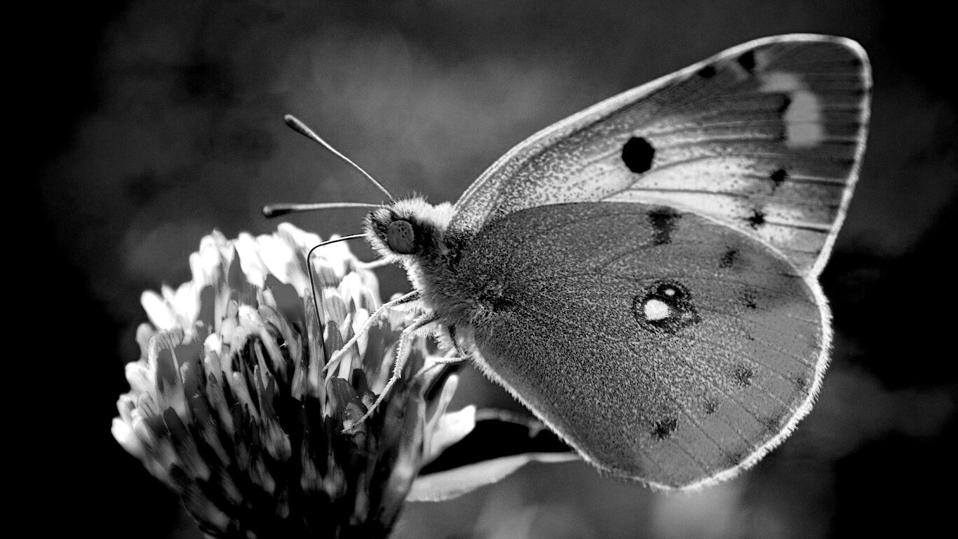 Бабочка на клевере обои