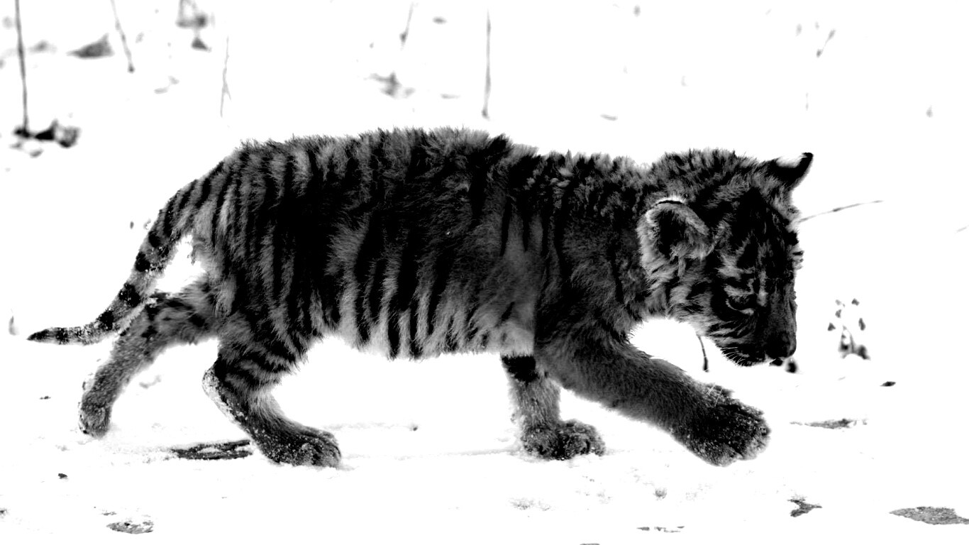 Тигренок на снегу обои